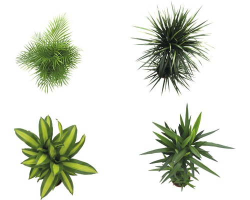 Verschiedene Zimmerpflanzen von oben