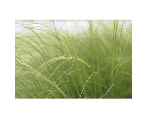 Detailaufnahme von Zartes Federgras im Garten