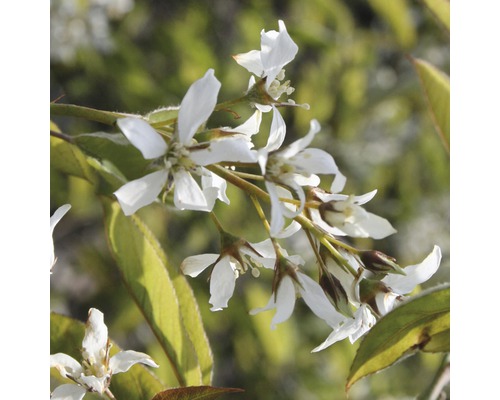 Amélanchier avec des fleurs blanches et des feuilles vertes.