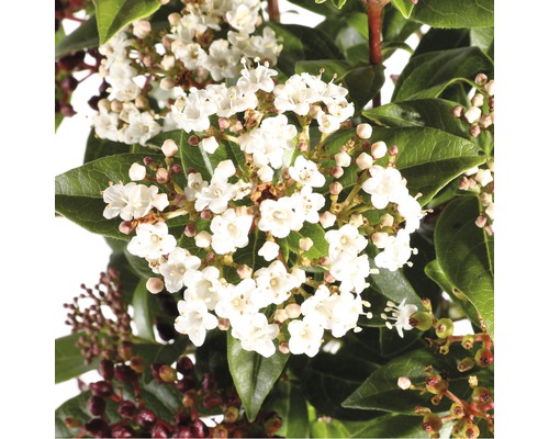 Detailaufnahme des Viburnum-Strauchs mit weißen Blüten und grünen Blättern.