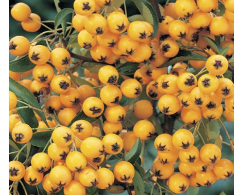 Buisson ardent FloraSelf Pyracantha-Cultivars 'Soleil d'Or' H 50-70 cm Co 2,3 l