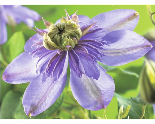 Clématite FloraSelf Clematis-Cultivars'Blue Light' PBR H 50-70 cm Co 2,3 L