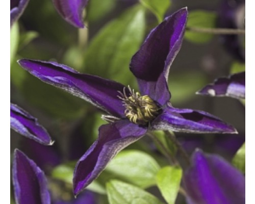 Clématite FloraSelf Clematis-Cultivars 'Noora PBR' H 50-70 cm Co 2,3 L