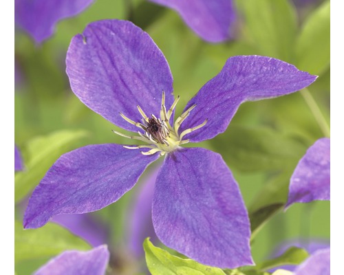 Clématite FloraSelf Clematis-Cultivars 'So Many® Lavender Flowers PBR' H 50-70 cm Co 2,3 L