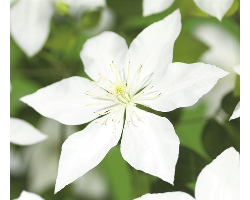 Clématite FloraSelf Clematis-Cultivars 'So Many® White Flowers PBR' H 50-70 cm Co 2,3 L