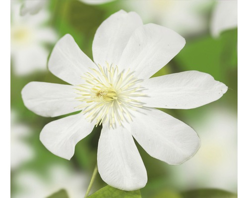 Clématite FloraSelf Clematis-Cultivars 'Wada's Primrose' H 50-70 cm Co 2,3 L