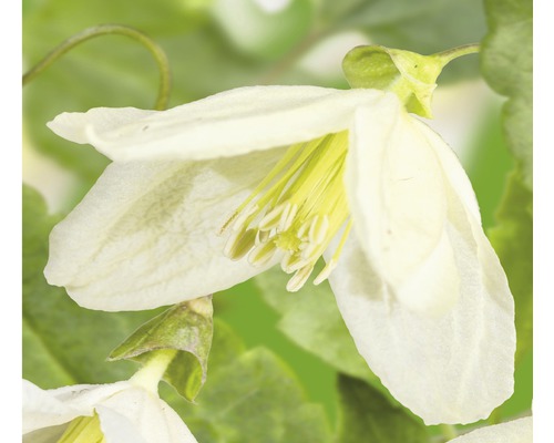 Macchien-Waldrebe FloraSelf Clematis cirrhosa 'Jingle Bells' H 50-70 cm Co 2,3 L