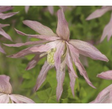 Gros plan d''une fleur d''ancolie unique