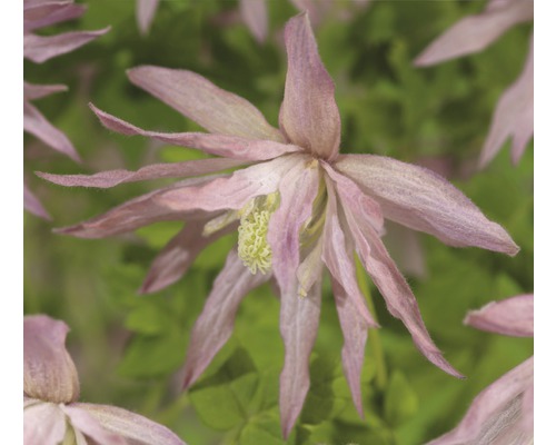 Clématite FloraSelf Clematis-Cultivars 'Country Rose PBR' H 50-70 cm Co 2,3 L