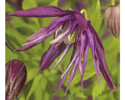 Clématite FloraSelf Clematis Cultivars 'Octopus PBR' H 50-70 cm Co 2,3 L