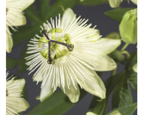 Fleur de la passion FloraSelf Passiflora-Cultivars 'Snow Queen' PBR H 50-70 cm Co 2,3 L