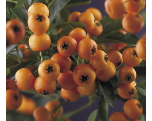Buisson ardent FloraSelf Pyracantha 'Golden Charmer' H 50-70 cm Co 2,3 L