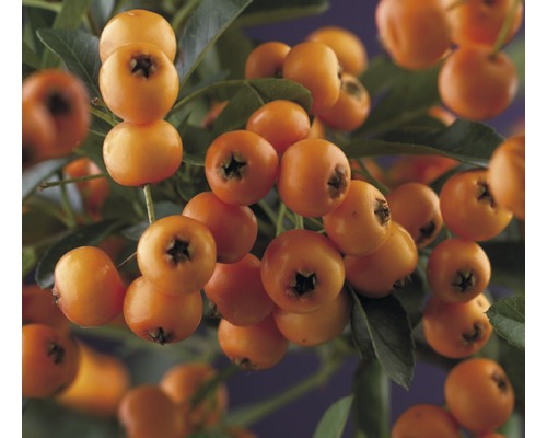 Feuerdorn FloraSelf Pyracantha-Cultivas 'Golden Charmer' H 50-70 cm Co 2,3 L