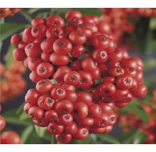 Buisson ardent FloraSelf Pyracantha-Cultivars 'Mohave' H 50-70 cm Co 2,3 L-thumb-0