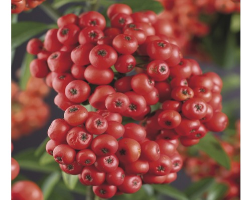 Buisson ardent FloraSelf Pyracantha-Cultivars 'Mohave' H 50-70 cm Co 2,3 L-0