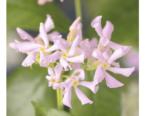 Jasmin étoilé FloraSelf Trachelospermum asiaticum 'Pink Air' H 50-70 cm pot 2,3 l Gros plan sur des fleurs de jasmin