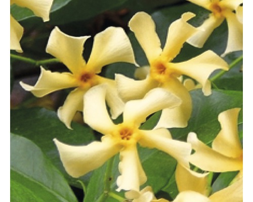 Sternjasmin FloraSelf Trachelospermum jasminoides 'Star of Toscane' PBR H 50-70 cm Co 2,3 L-0