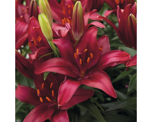 Gros plan de fleurs de lys rouges avec des boutons verts