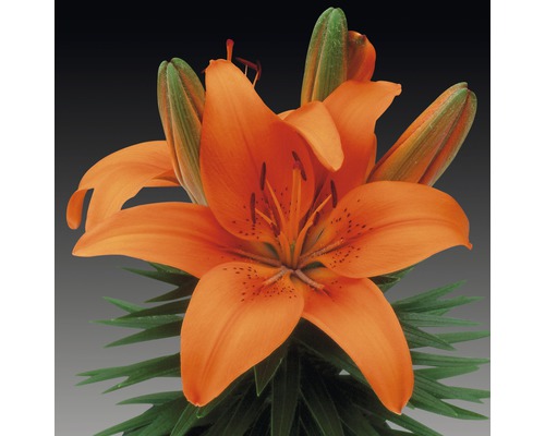 Lys orange avec feuilles vertes et boutons