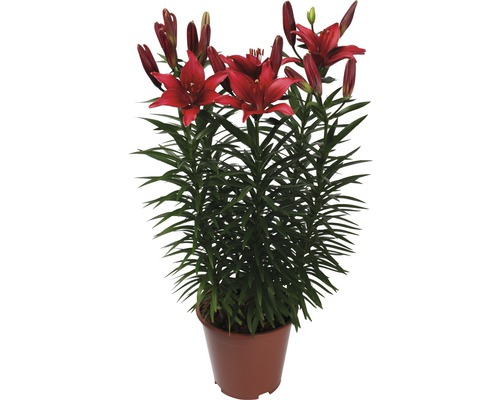 Lys en pot avec des fleurs rouges et des feuilles vertes