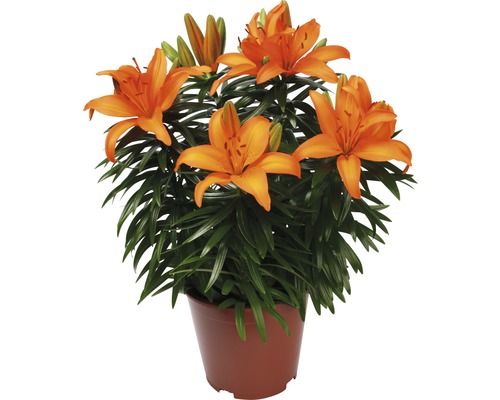Lys orange en pot