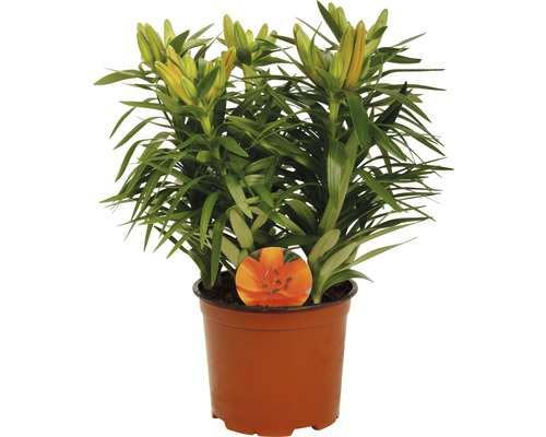 Lys en pot avec fleurs non ouvertes