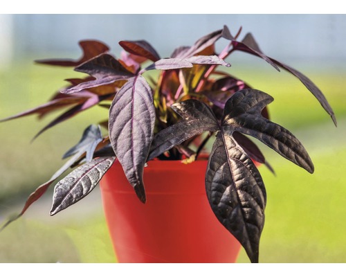 Zierpflanze mit dunklen Blättern in einem Topf