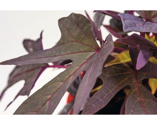 Süßkartoffelblätter Nahaufnahme