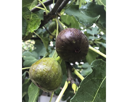 Feigenbaum FloraSelf Ficus carica Halbstamm 80-100 cm gesamt H 120-140 cm Co 15 L Zwei Feigen wachsen an einem Zweig mit Blättern.