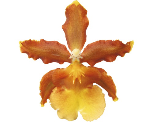 Fleur unique d''orchidée parfumée