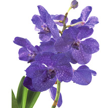 Blaue Orchidee mit grünen Blättern