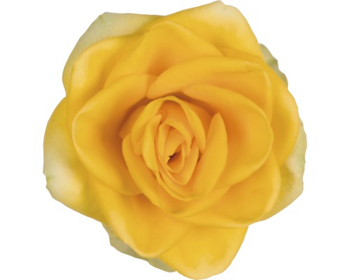 Gelbe Rosenblüte