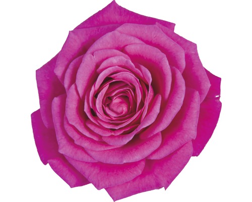 Gros plan d''une seule rose