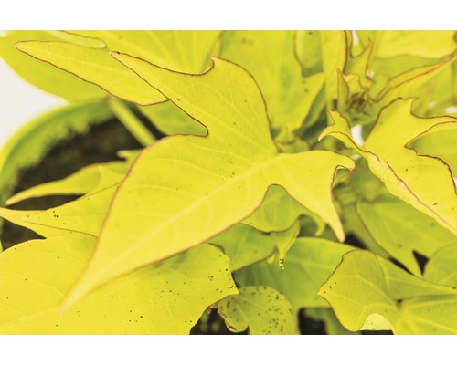 Plante ornementale de patate douce avec feuilles en pot