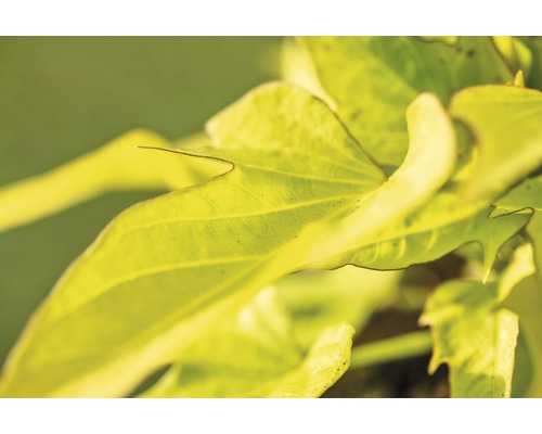 Gros plan sur des feuilles de plantes vertes