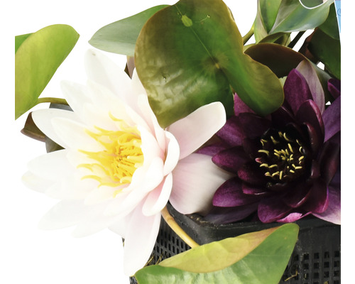 Nahaufnahme von Seerosen mit weißen und violetten Blüten in einem Topf