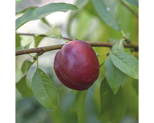 Nectarinier nain Prunus persica nucipersica 'Nektarella' hauteur de tige 40 cm hauteur totale env. 60-80 cm Co 7,5 l autofertile
