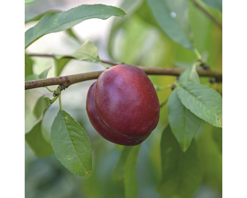 Nectarinier nain Prunus persica nucipersica 'Nektarella' hauteur de tige 40 cm hauteur totale env. 60-80 cm Co 7,5 l autofertile Nectarinier nain Prunus persica nucipersica 'Nektarella' hauteur de tige 40 cm hauteur totale env. 60-80 cm Co 7,5 l autofertile