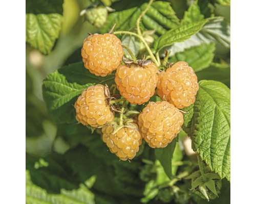 Framboisier d'automne à fruits jaunes FloraSelf Rubus idaeus 'Fallgold' h 40-50 cm Co 2 l