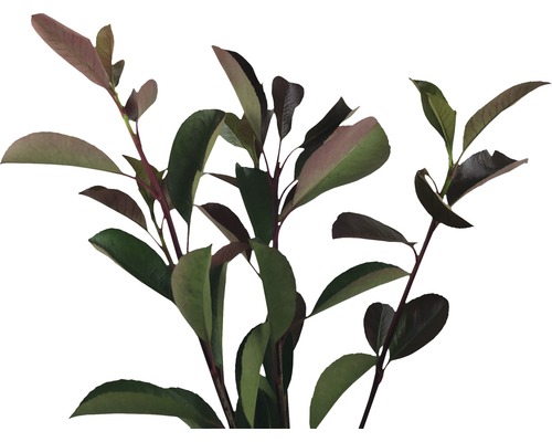 Im Bild sind Äste einer Glanzmispel mit Blättern zu sehen.