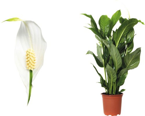 Spathiphyllum avec fleur en pot