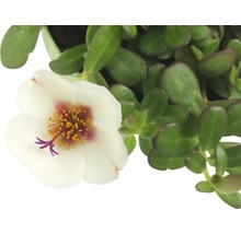 Portulakröschen mit weißer Blüte und grünen Blättern