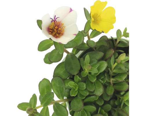 Portulakröschen mit gelber und weißer Blüte