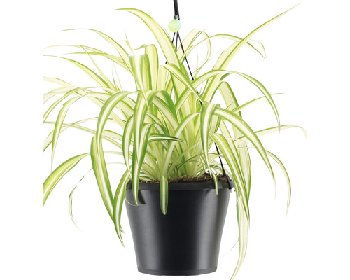 Phalangère en pot suspendu
