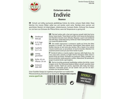 Semences d''endives variété Nuance
