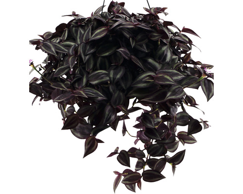 Plante suspendue avec des feuilles rayées dans un pot