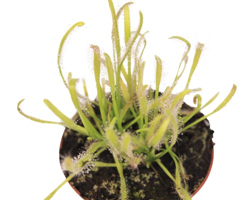 Plante rossolis en pot
