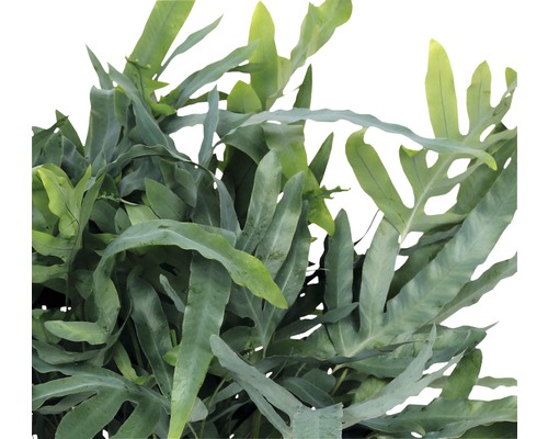 Phlebodium Blue Star plante d''intérieur