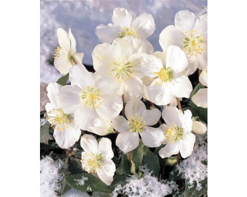 Gros plan d''hellébores avec des fleurs blanches