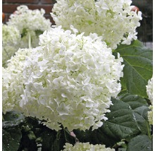 Gros plan sur un hortensia boule de neige avec des fleurs blanches